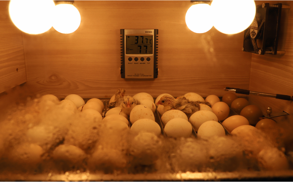 ¿Cómo incubar huevos de Gallina en Incubadora? 